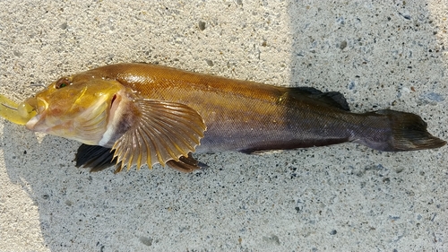 アイナメの釣果