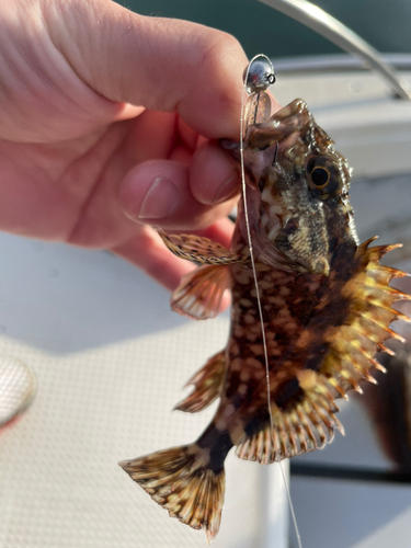 アラカブの釣果