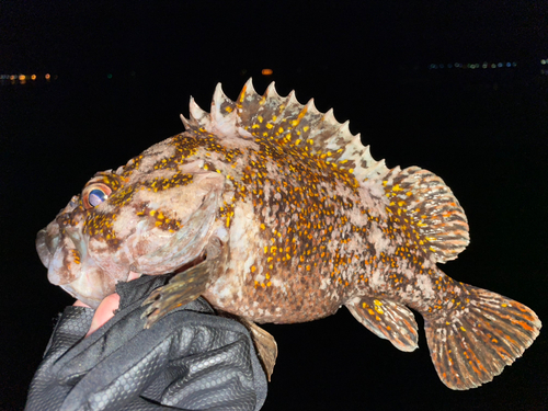 オウゴンムラソイの釣果