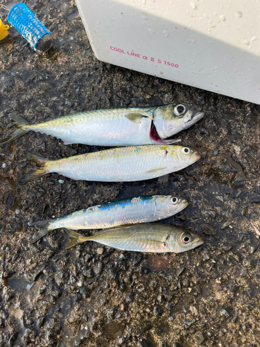 イワシの釣果