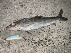 ニゴイの釣果