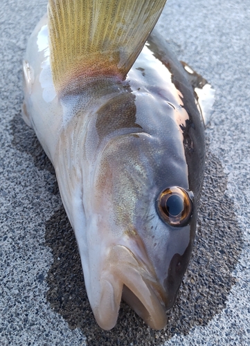 ホッケの釣果