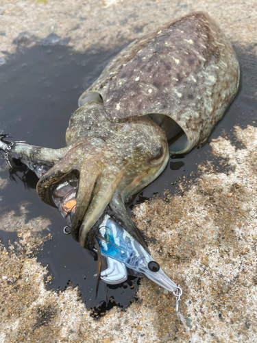 コウイカの釣果