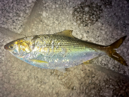 コノシロの釣果