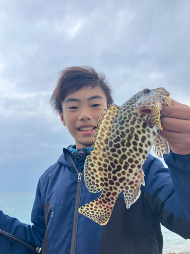 カンモンハタの釣果