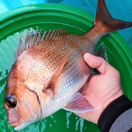 マダイの釣果