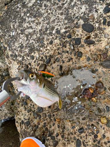 コノシロの釣果