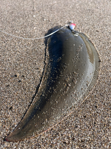 シタビラメの釣果