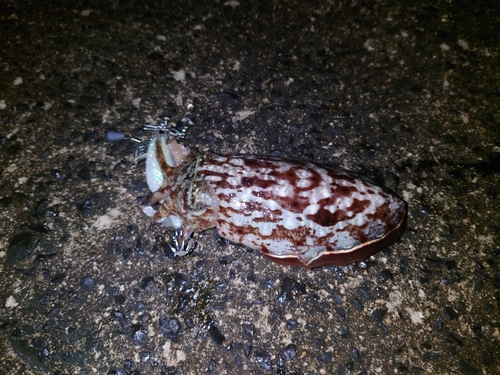 コウイカの釣果