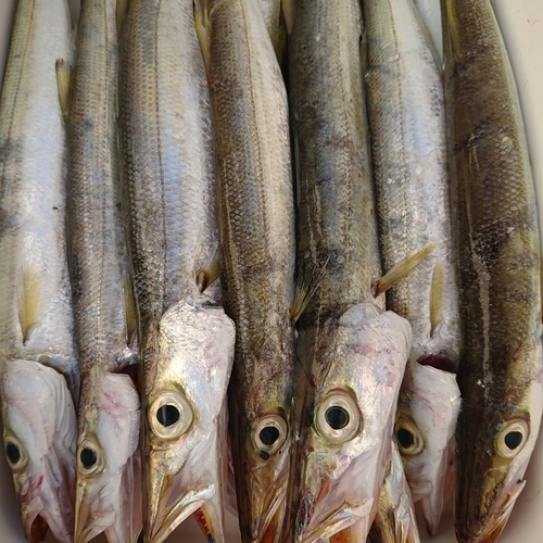 カマスの釣果