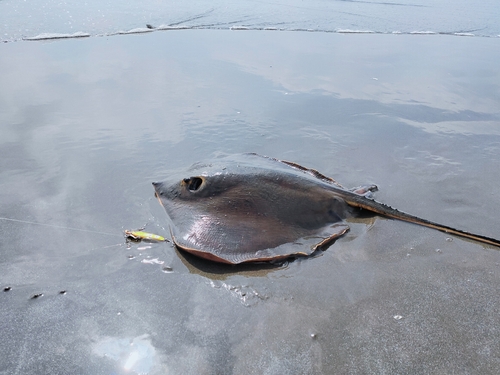 アカエイの釣果