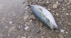 メジロの釣果