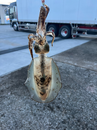 アオリイカの釣果