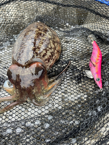 スミイカの釣果