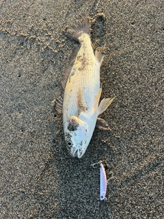 イシモチの釣果