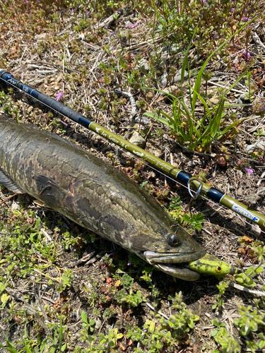 ライギョの釣果