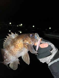 メバルの釣果