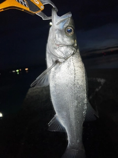 スズキの釣果