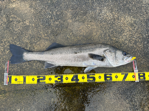 シーバスの釣果