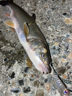 ウグイの釣果