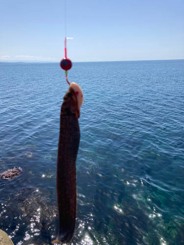 ギンポの釣果