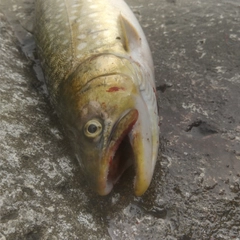 ウミアメの釣果