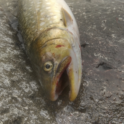 ウミアメの釣果