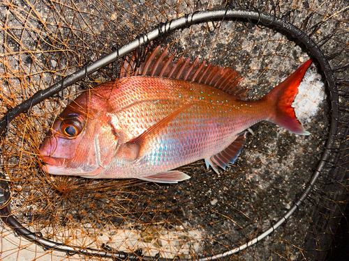 タイの釣果