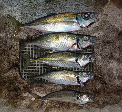 アジの釣果