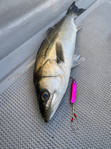 シーバスの釣果