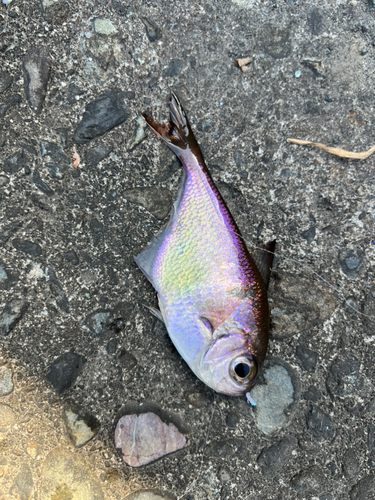 カタボシイワシの釣果