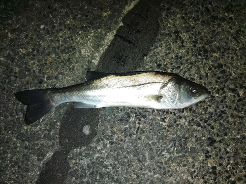 セイゴ（マルスズキ）の釣果