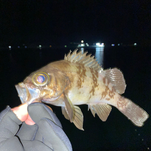 メバルの釣果