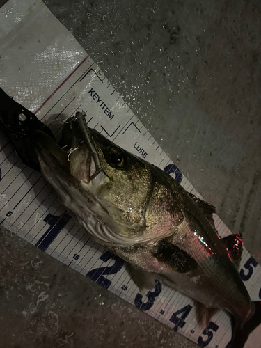 シーバスの釣果