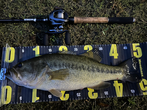 ブラックバスの釣果