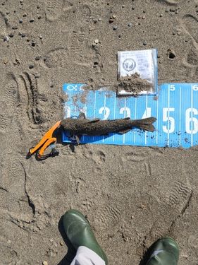 アメリカナマズの釣果