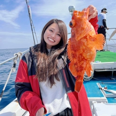 ウッカリカサゴの釣果