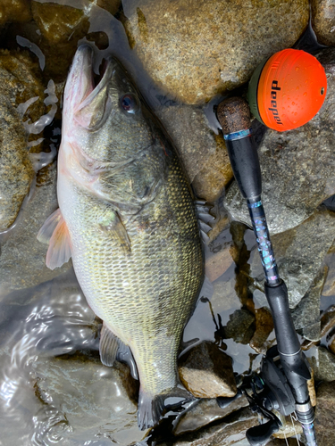 ブラックバスの釣果