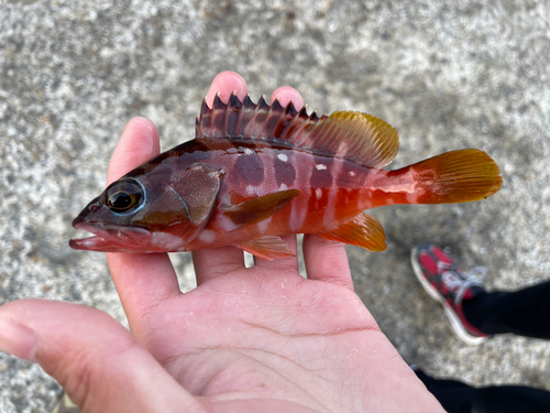 アカハタの釣果