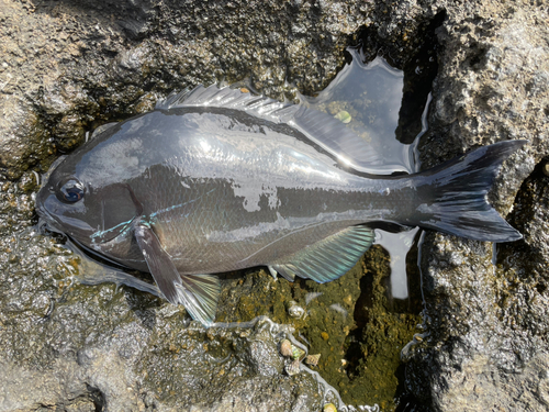 オナガグレの釣果