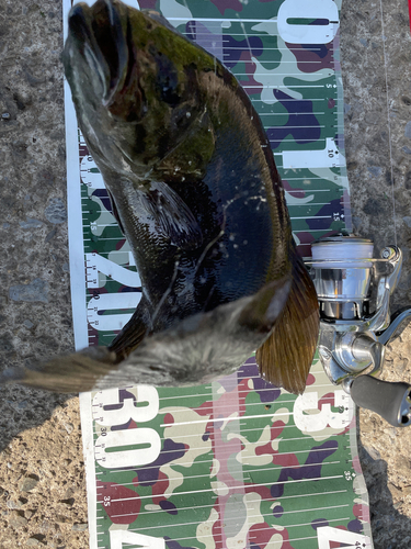 スモールマウスバスの釣果