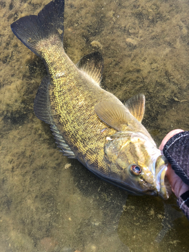 スモールマウスバスの釣果