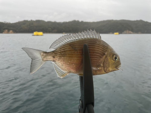 ヘダイの釣果