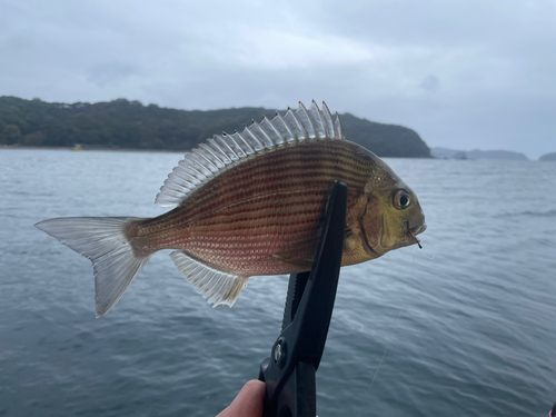 ヘダイの釣果