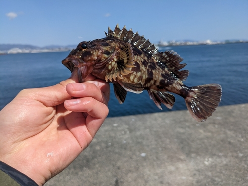 ガシラの釣果