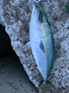 メジロの釣果