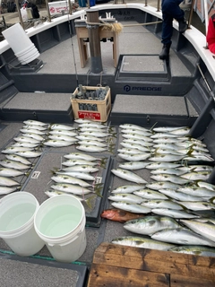 メジロの釣果