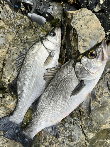 ヒラスズキの釣果