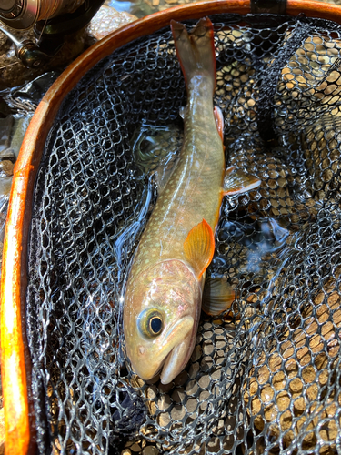 イワナの釣果