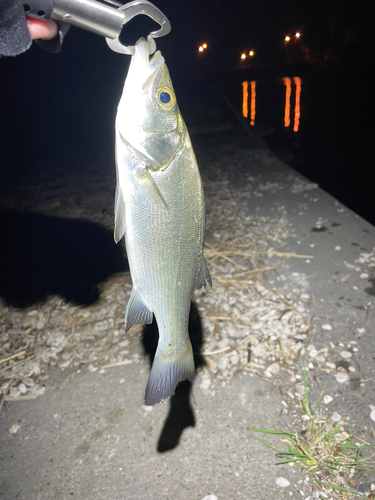 セイゴ（ヒラスズキ）の釣果